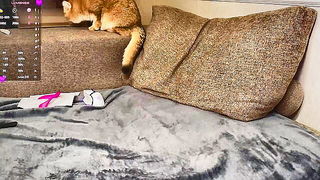 Explicit doggy style scene on a wide bed